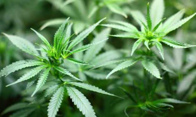 Legalize it – Cannabis als Medizin in Österreich