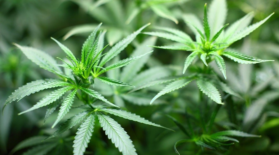 Legalize it – Cannabis als Medizin in Österreich