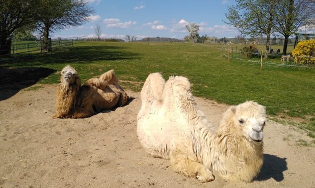 Ausflugsziele Oberösterreich – Tiergarten Walding