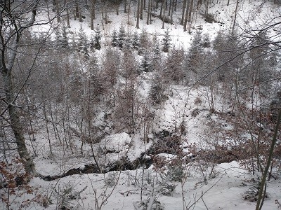 frische Waldluft Immunsystem stärken frische Waldluft im Winter
