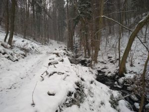 frische Waldluft