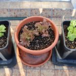 Salat am Balkon pflanzen – Selbstversorger für Anfänger