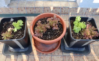 Salat am Balkon pflanzen – Selbstversorger für Anfänger