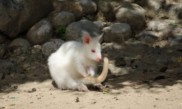 Albino Känguru – Weißes Babykänguru in Österreich