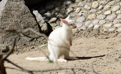 Albino Känguru Österreich