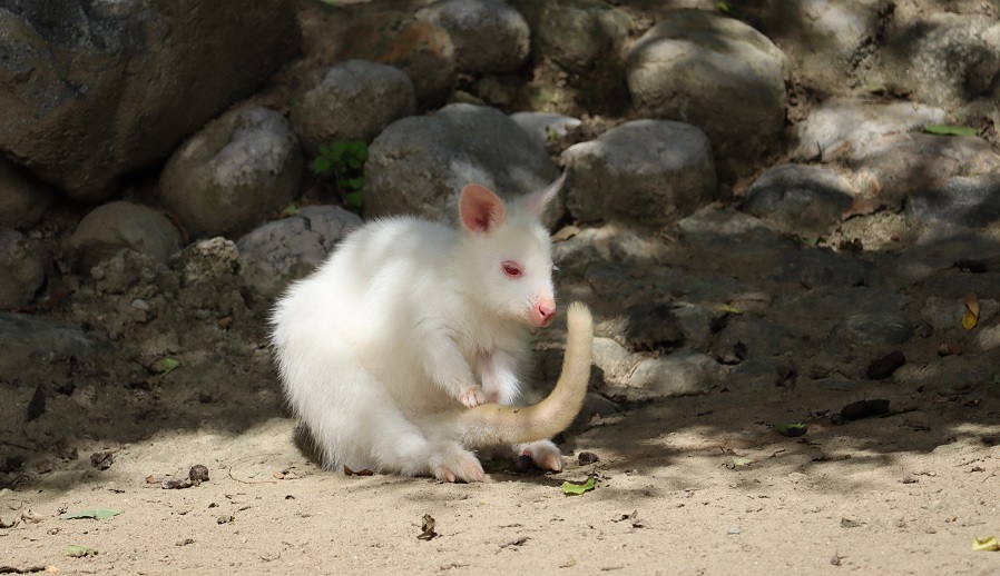 Albino Känguru – Weißes Babykänguru in Österreich