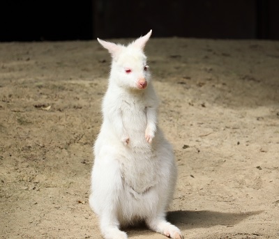 albino känguru weiße Babykänguru