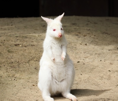 albino känguru weiße Babykänguru albino känguru weiße Babykänguru