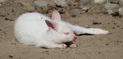 albino kängurubaby