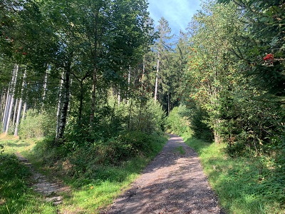 Gis Wanderung Waldweg