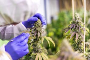 Cannabis bei chronischen Schmerzen