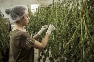 Cannabis bei chronischen Schmerzen - gesundheitlichen Vorteile