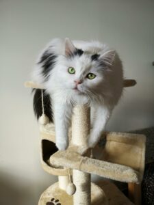 Artgerechte Katzenhaltung Österreich